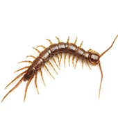 Gümüşün Böceği